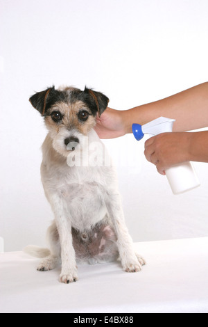 Parson Russell Terrier ottiene spruzzare contro le pulci e zecche Foto Stock