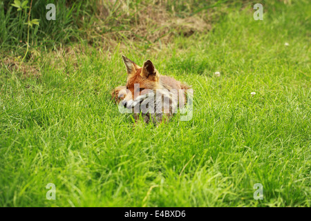 Red Fox seduto sull'erba Foto Stock