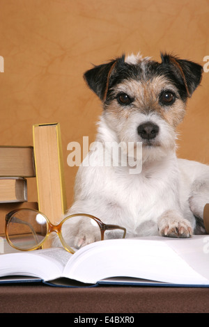 cane con i libri Foto Stock