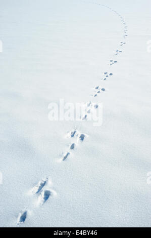 Tracce di una lepre sulla neve Foto Stock