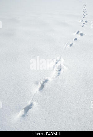 Tracce di una lepre sulla neve Foto Stock