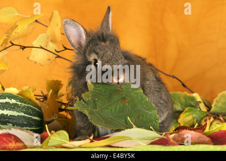 coniglietto di pigmeo Foto Stock