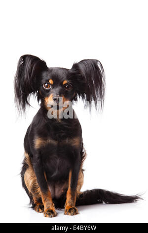 Russian toy terrier cane Foto Stock