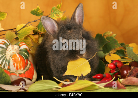 coniglietto di pigmeo Foto Stock