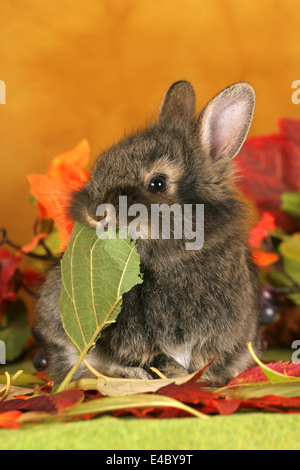 coniglietto di pigmeo Foto Stock