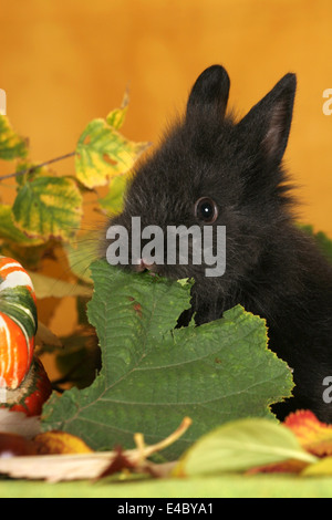 coniglietto di pigmeo Foto Stock