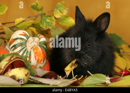 coniglietto di pigmeo Foto Stock