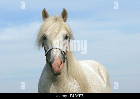 White Horse ritratto Foto Stock