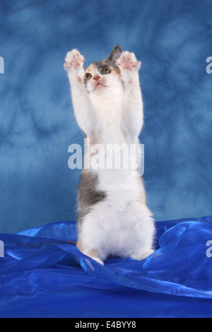 Kitten sit fino a mendicare Foto Stock