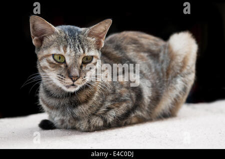 Gatto sulla parete Foto Stock