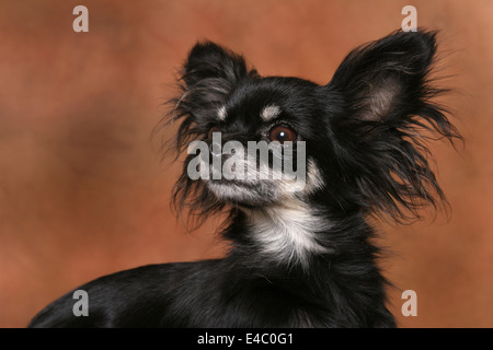 Longhaired Chihuahua Foto Stock