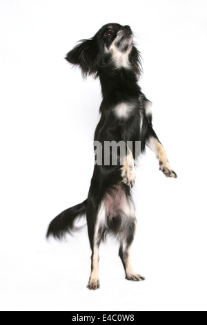 Longhaired Chihuahua Foto Stock