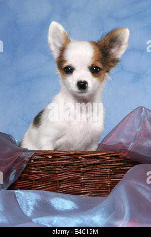 Chihuahua in basket Foto Stock