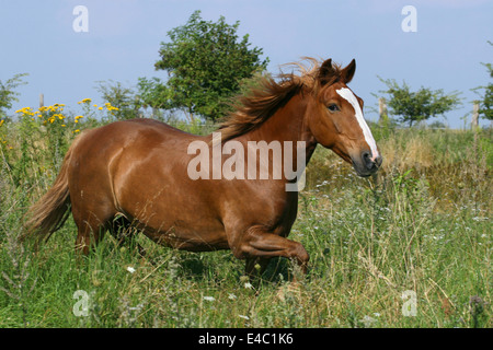 Trottare Quarter Horse Foto Stock