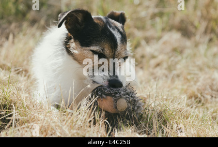 Jack Russell Terrier posa in erba e tenendo un giocattolo morbido Foto Stock