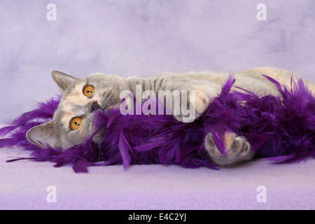 Giacente British Shorthair Foto Stock