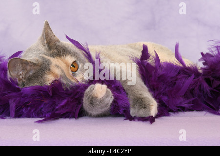 Giacente British Shorthair Foto Stock