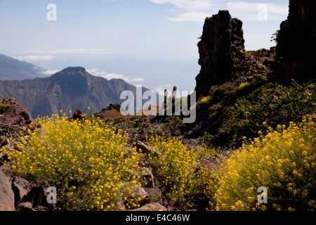 La molla fioriture dei fiori vicino vicino al Roque de los Muchachos, Parco Nazionale della Caldera de Taburiente, La Palma, Canarie, Spa Foto Stock