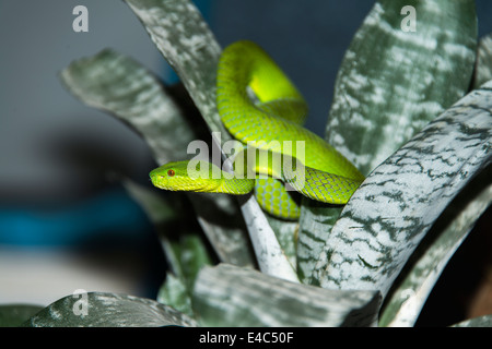 Con gli occhi rossi Papi Pit Viper, Trimersurus trigonochephalus, arricciata in impianto, dopo versando la pelle Foto Stock