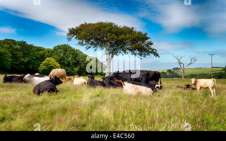 Le vacche sotto un albero nella campagna inglese in giugno a testa Gribbin in Cornovaglia Foto Stock