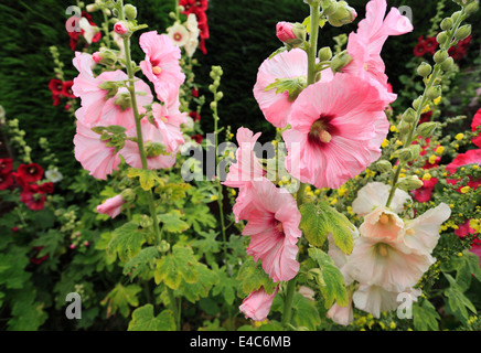 Hollyhocks in un giardino inglese in estate. Foto Stock