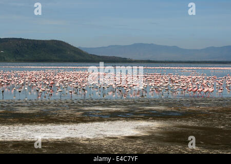 Un sacco di colorati fenicotteri a Nakuru Lake, Kenya Foto Stock