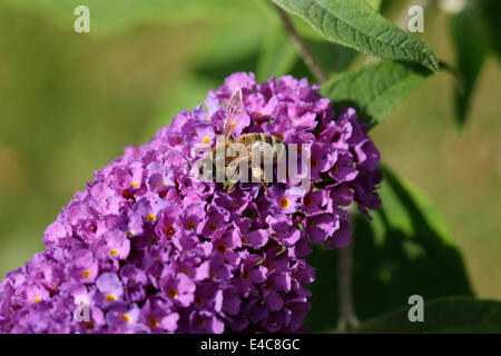 Il miele delle api su buddleia flower spike. Cestello di polline chiaramente visibile. Foto Stock