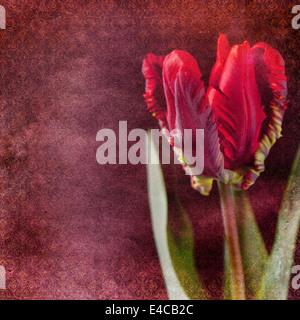 Vintage shabby chic con sfondo tulip Foto Stock