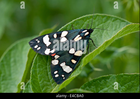 Una femmina di scarlet tiger moth, Callimorpha dominula, con ante chiuse ma che mostra ancora un po' della sua underwing rosso Foto Stock