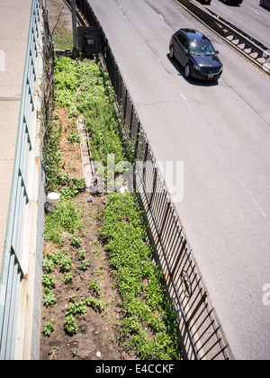 Un squatter crea un giardino coltivazione degli ortaggi lungo la FDR Drive nel quartiere di Lower East Side di New York Foto Stock