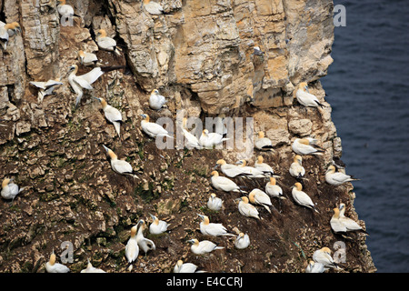 Northern Gannet, Morus bassanus. Sule nido in RSPB Bempton Cliffs ai primi di giugno. Foto Stock