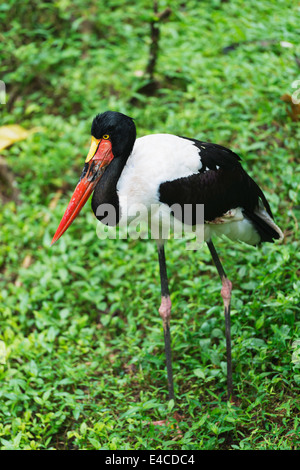 Il Sud Est asiatico, Singapore, Singapore Zoo, Sella fatturati Stork, Ephippiorhynchus senegalensis Foto Stock