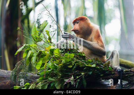 Il Sud Est asiatico, Singapore, Singapore Zoo, proboscide scimmia, Nasalis larvatus Foto Stock