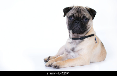 Pug sdraiato guardando la telecamera, girato in studio Foto Stock
