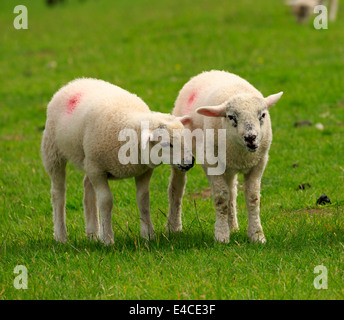 Twin agnelli in primavera Foto Stock