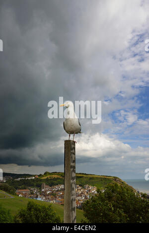Old Town Hastings, East Sussex, Regno Unito. 8th luglio, 2014. Un gabbiano di aringa appare inimpressionato da una tempesta di tempesta imminente sopra la località costiera di Hastings. Foto Stock