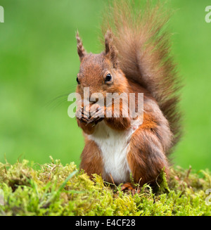 Eurasian red squirrel, Sciurus vulgaris Foto Stock