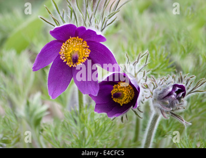 Close up il "Pasque di piante e fiori o (Pulsatilla vulgaris), che cresce in aprile a RHS Harlow Carr nello Yorkshire Foto Stock