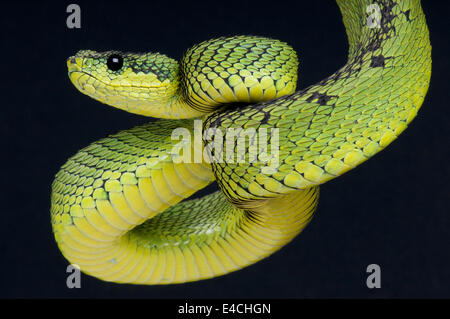 Grandi laghi bush viper / Atheris nitschei Foto Stock