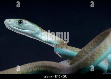 Black mamba / Dendroaspis polylepis Foto Stock