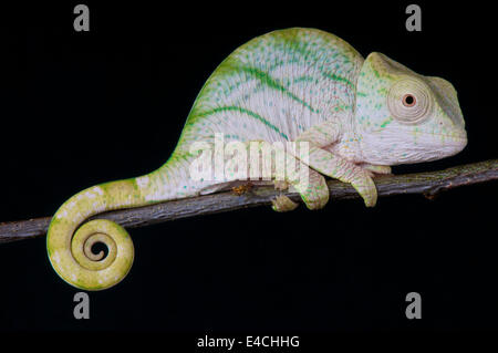 Parson Chameleon / Calumma parsonii Foto Stock