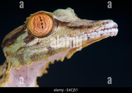 Foglie giganti-tailed gecko / Uroplatus fimbriatus Foto Stock