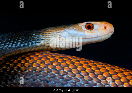 Taipan / Oxyuranus scutellatus Foto Stock