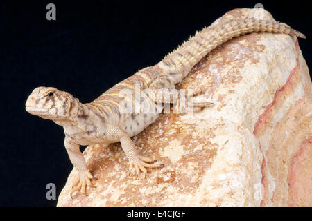 Mastigure / Uromastyx ornata Foto Stock