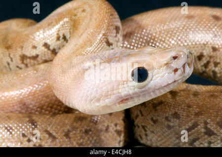 Birmano / Python Python molurus bivittatus Foto Stock