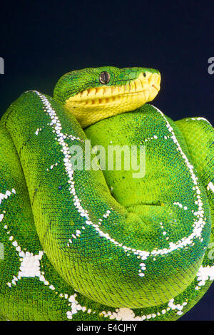 Superiore albero Amazon boa / Corallus batesii Foto Stock