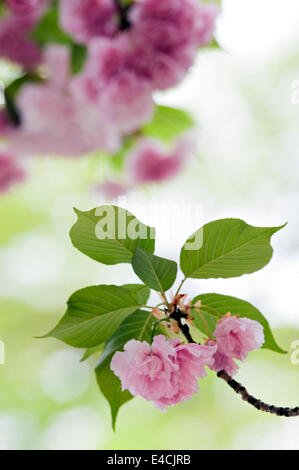 Fiori di Ciliegio nelle Highlands di Louisville, Kentucky Foto Stock