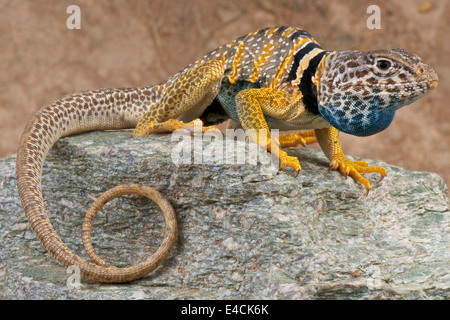 Lucertola a collare / Crotaphytus bicinctores Foto Stock