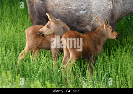 Mucca e vitello alce lungo Turnagain Arm, Chugach National Forest, Alaska. Foto Stock