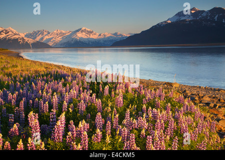 Un campo di lupino Turnagain lungo il braccio, Chugach National Forest, Alaska. Foto Stock